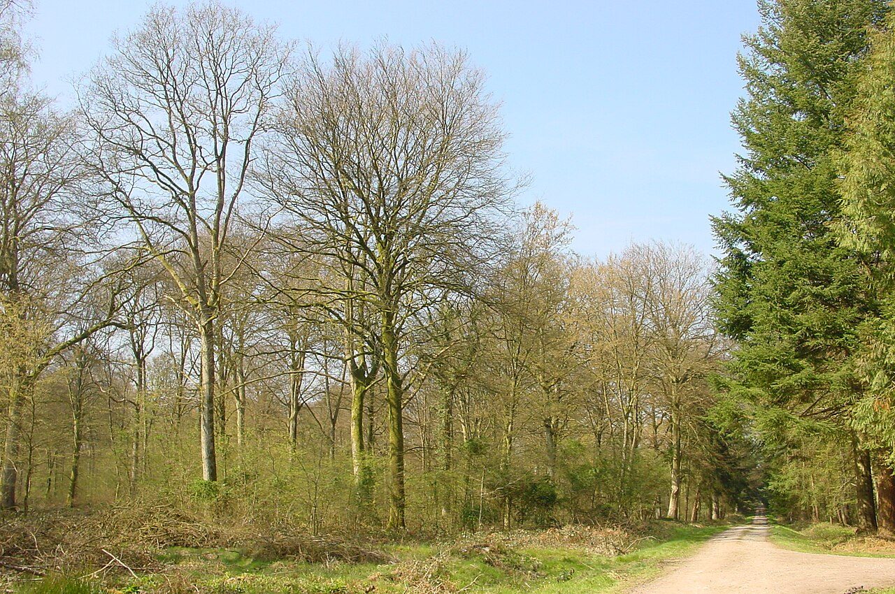 Forêt Domaniale de Crécy à Crécy-en-Ponthieu