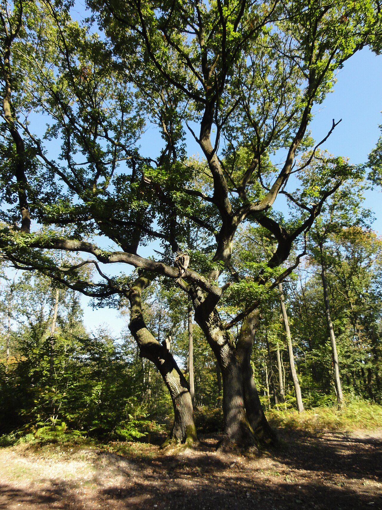 Le Bois des Dames