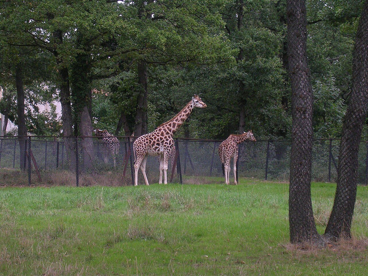Safari de Peaugres à Peaugres