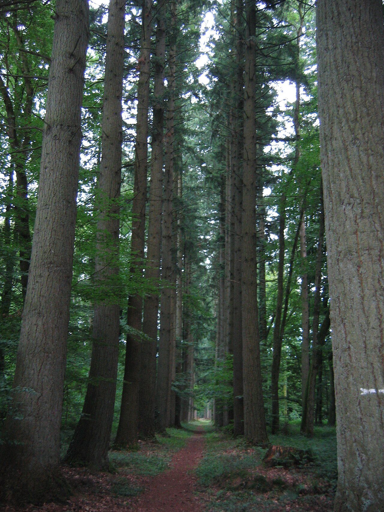 Arboretum de Vendresse à Vendresse