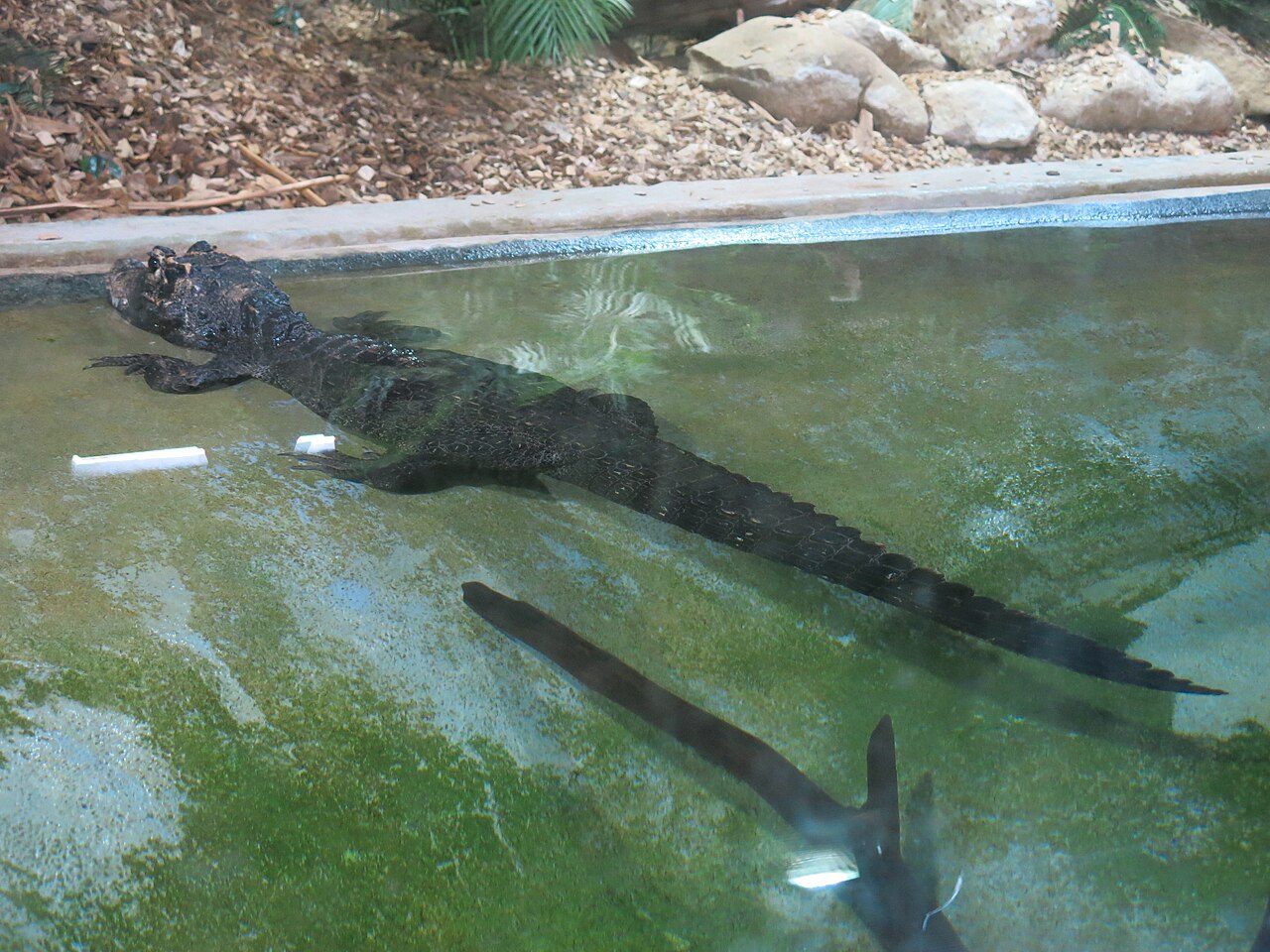 Thoiry ZooSafari à Thoiry