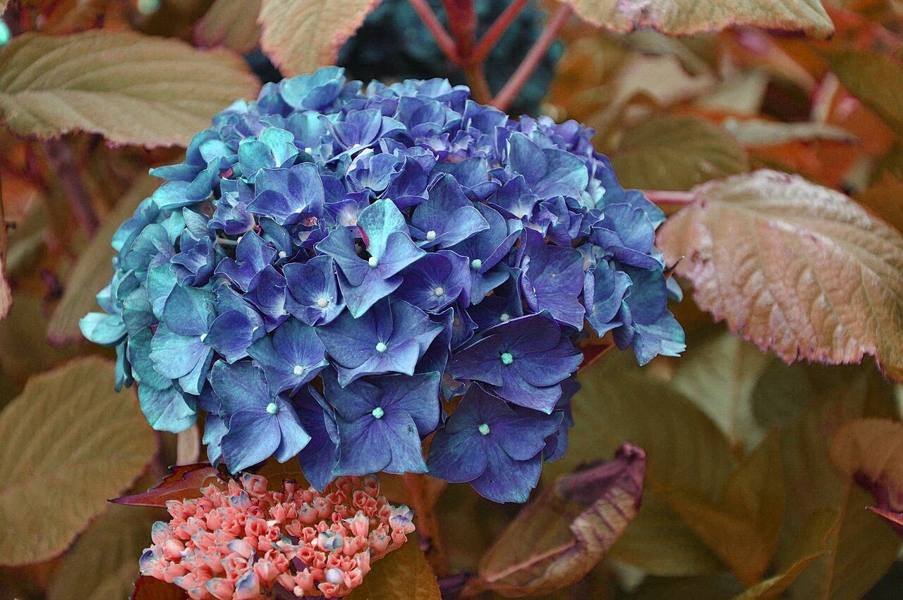 Jardin Shamrock