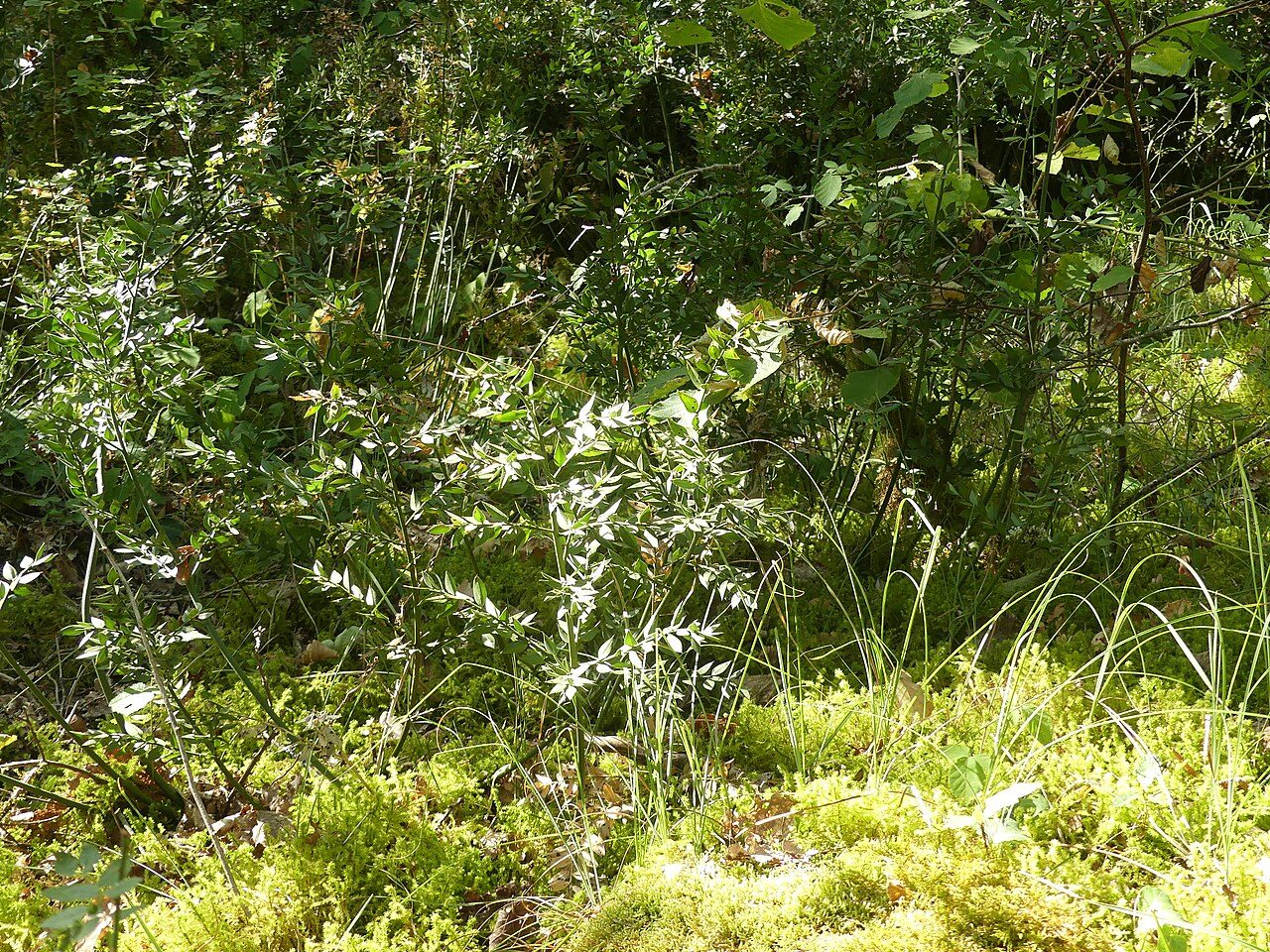 Parc aux dinosaures Dordogne à Saint-Léon-sur-Vézère