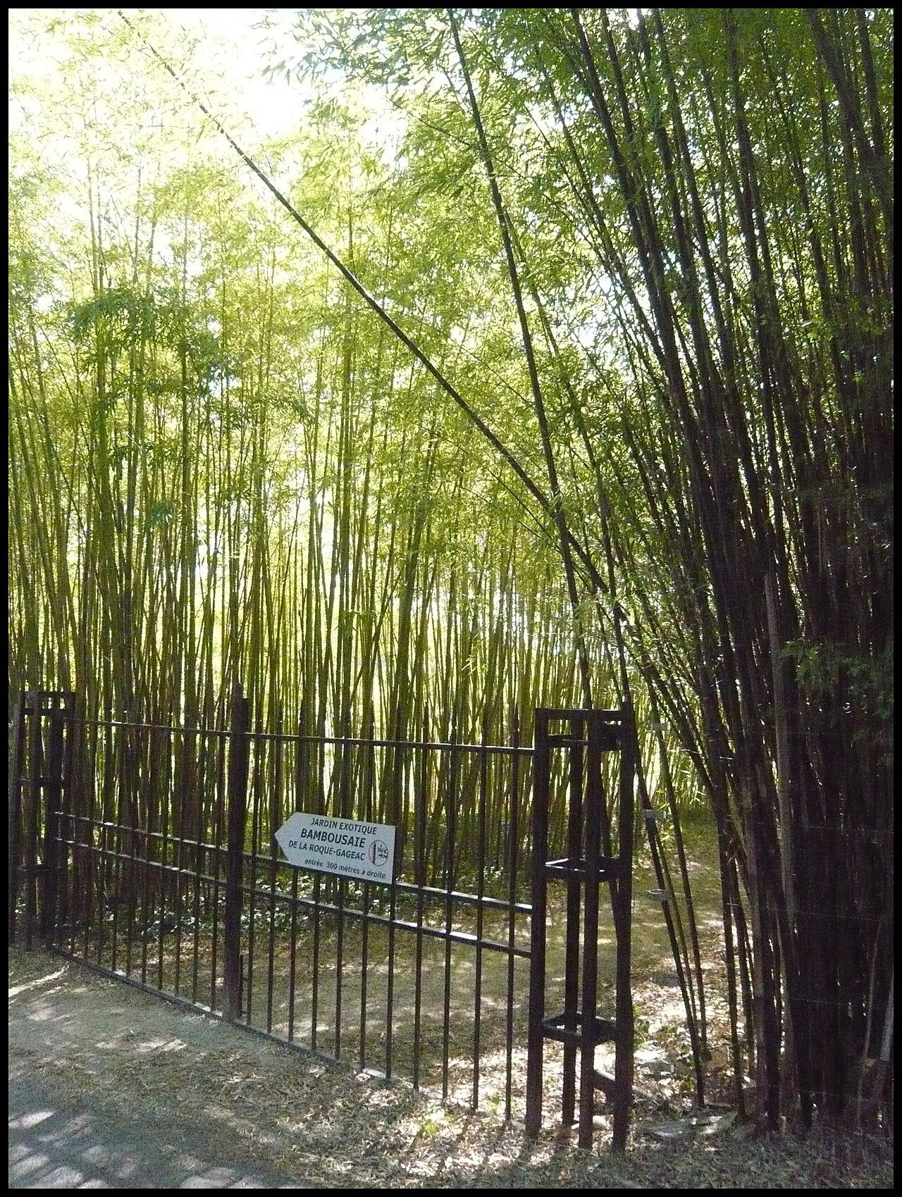 Bambousaie de La Roque-Gageac à La Roque-Gageac
