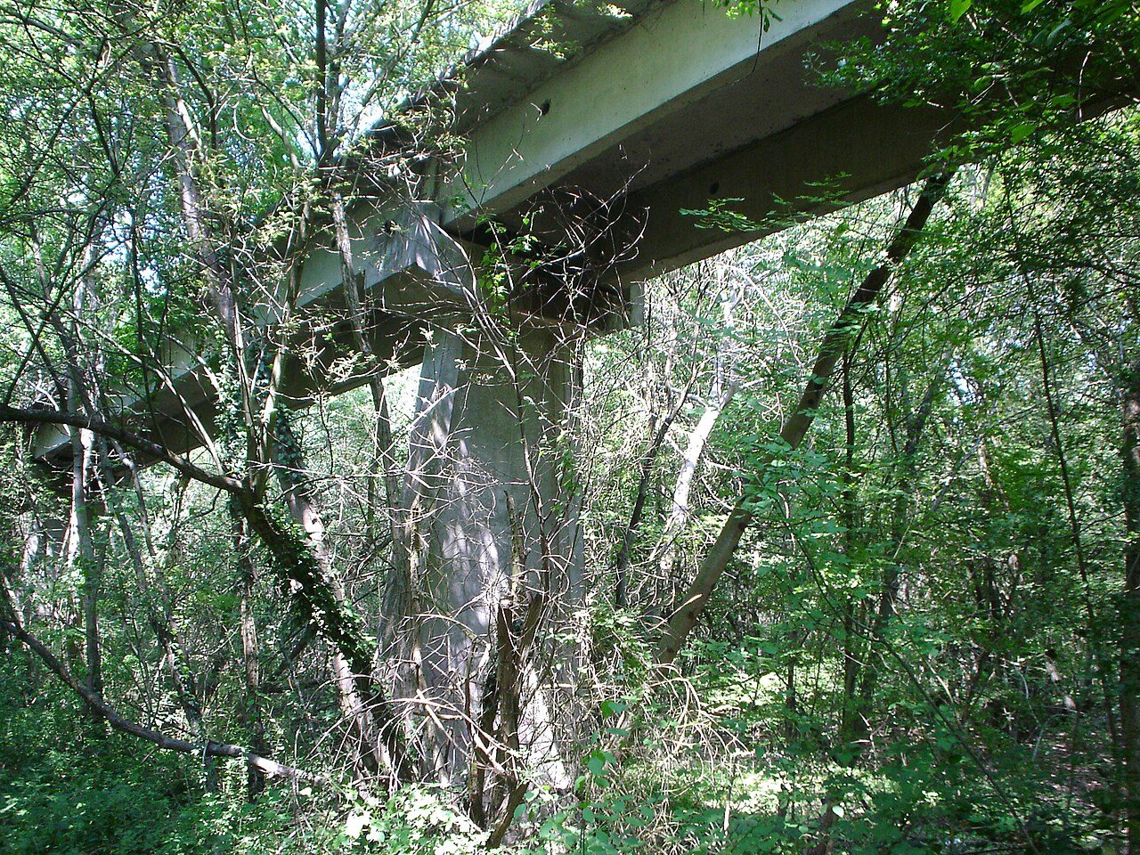 Forêt d'Orléans à Orléans