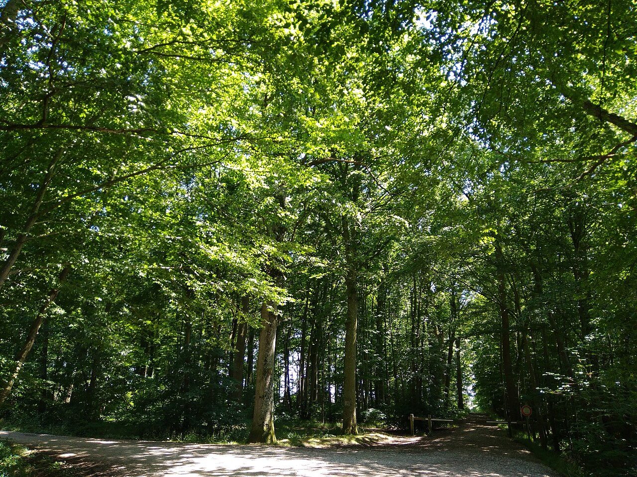 Forêt Domaniale de Creuse à Creuse
