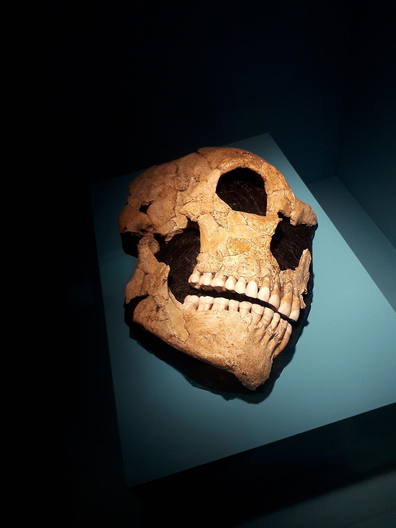 Musée d'Archéologie nationale - Domaine national de Saint-Germain-en-Laye à Saint-Germain-en-Laye