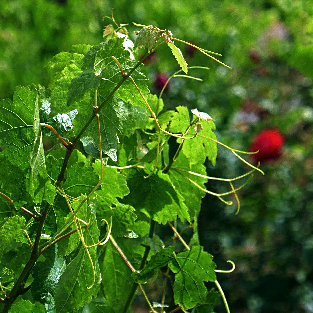 Jardin Méditerranéen - Clos des Vignes