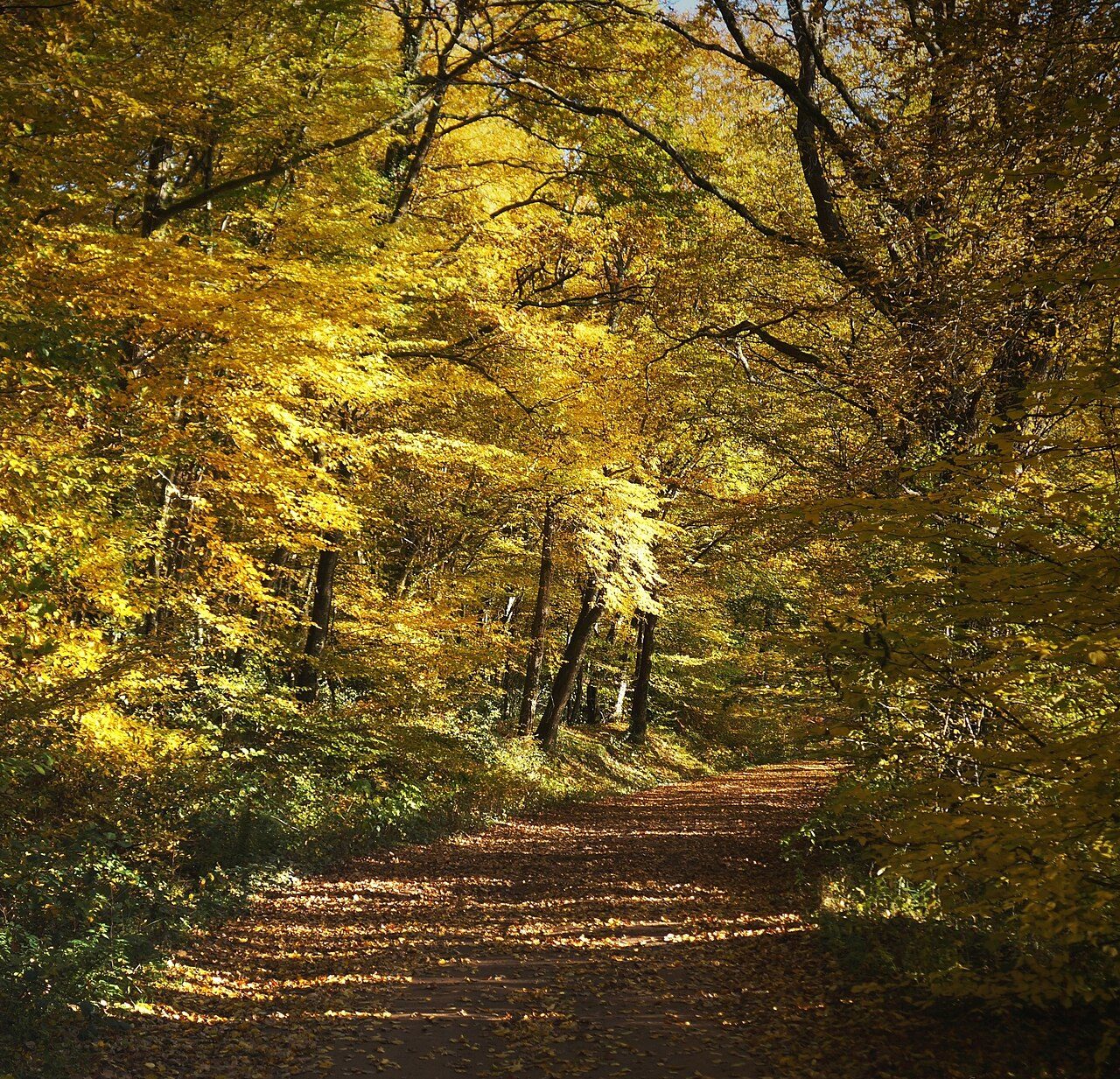 Tronçais, Forêt d'Exception ® à Saint-Bonnet-Tronçais