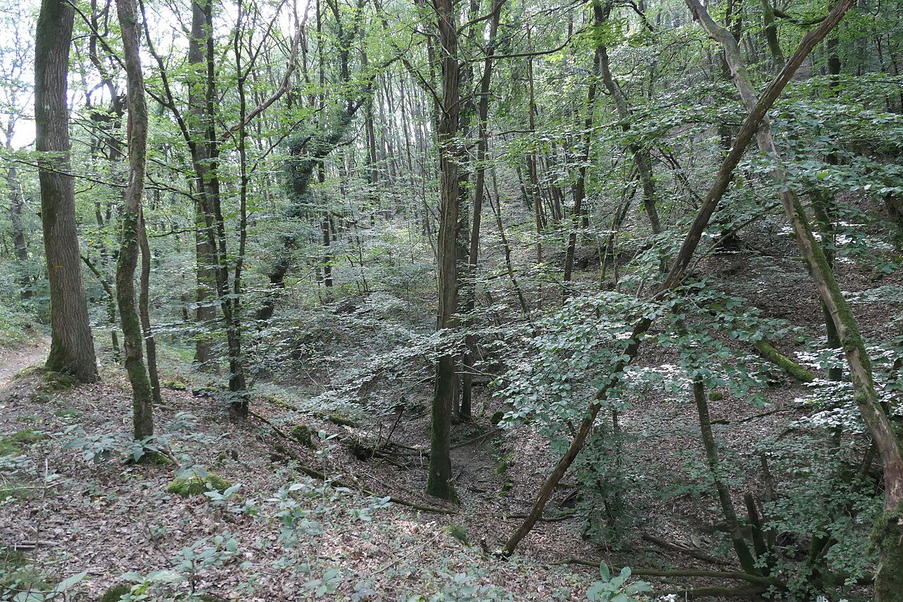 Bois de l'Huisserie à L'Huisserie