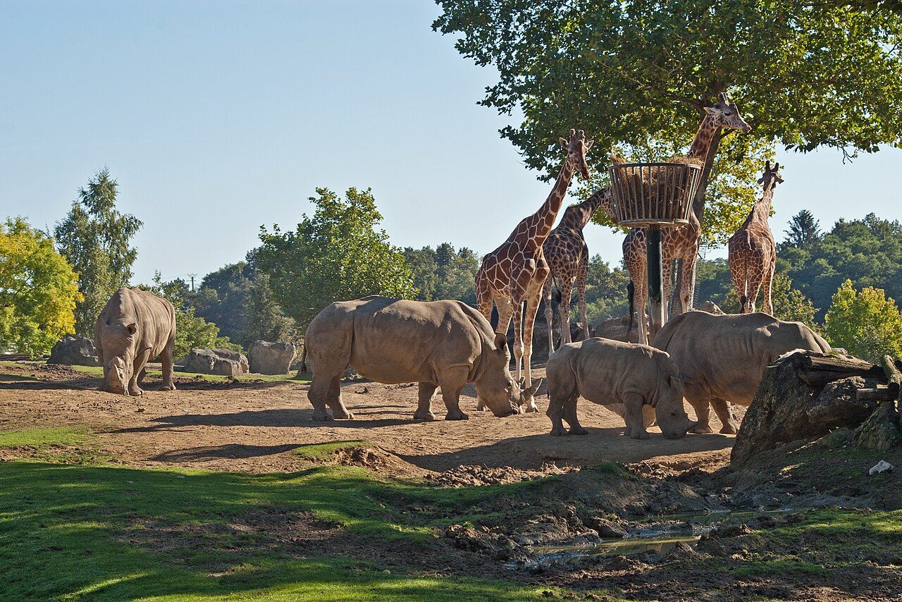 ZooParc de Beauval à Saint-Aignan
