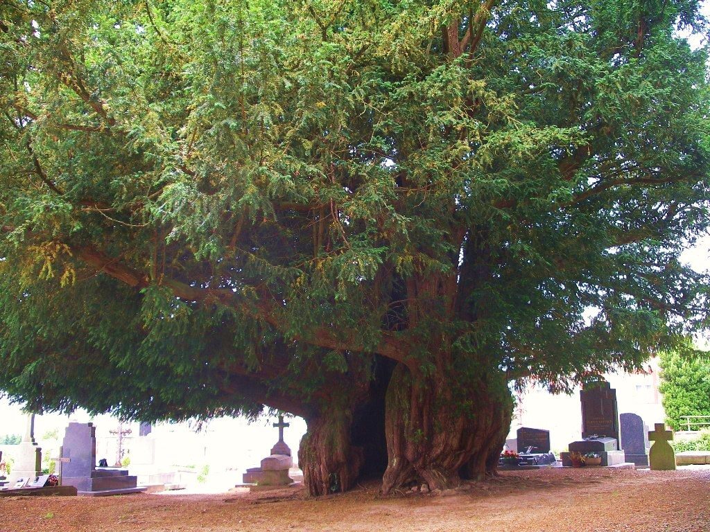 l'If d'Estry à Valdallière