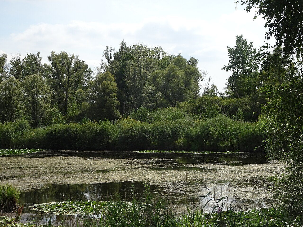 Réserve Naturelle Nationale de la Tourbière alcaline de Marchiennes à Marchiennes