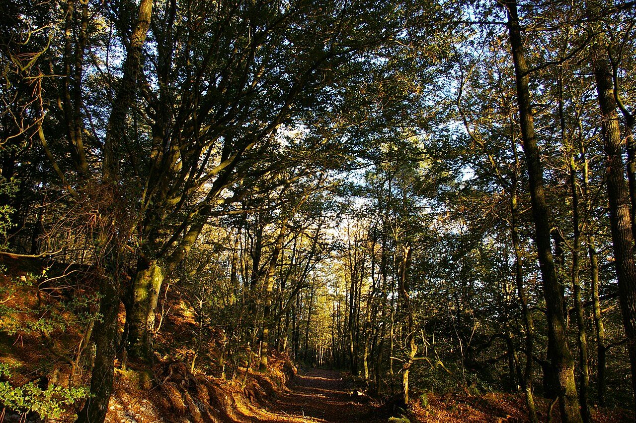 FORET DE LA CHARNIE à Torcé-Viviers-en-Charnie