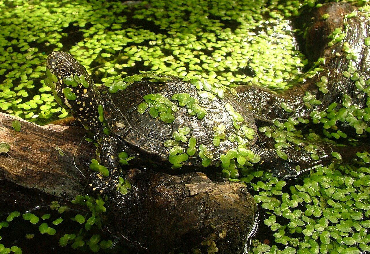 Réserve Naturelle Nationale de l'Étang de la Mazière à Villeton
