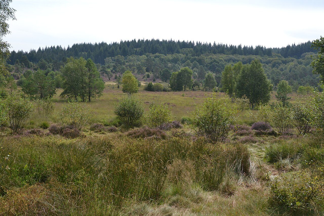 La Tourbière de la Mazure à Royère-de-Vassivière