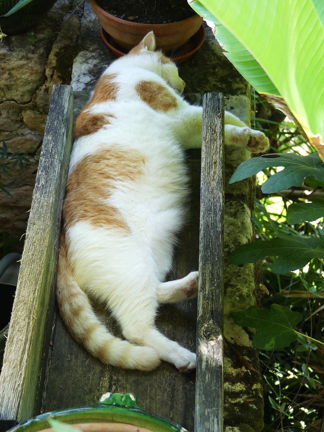 Jardin exotique de La Roque Gageac à La Roque-Gageac
