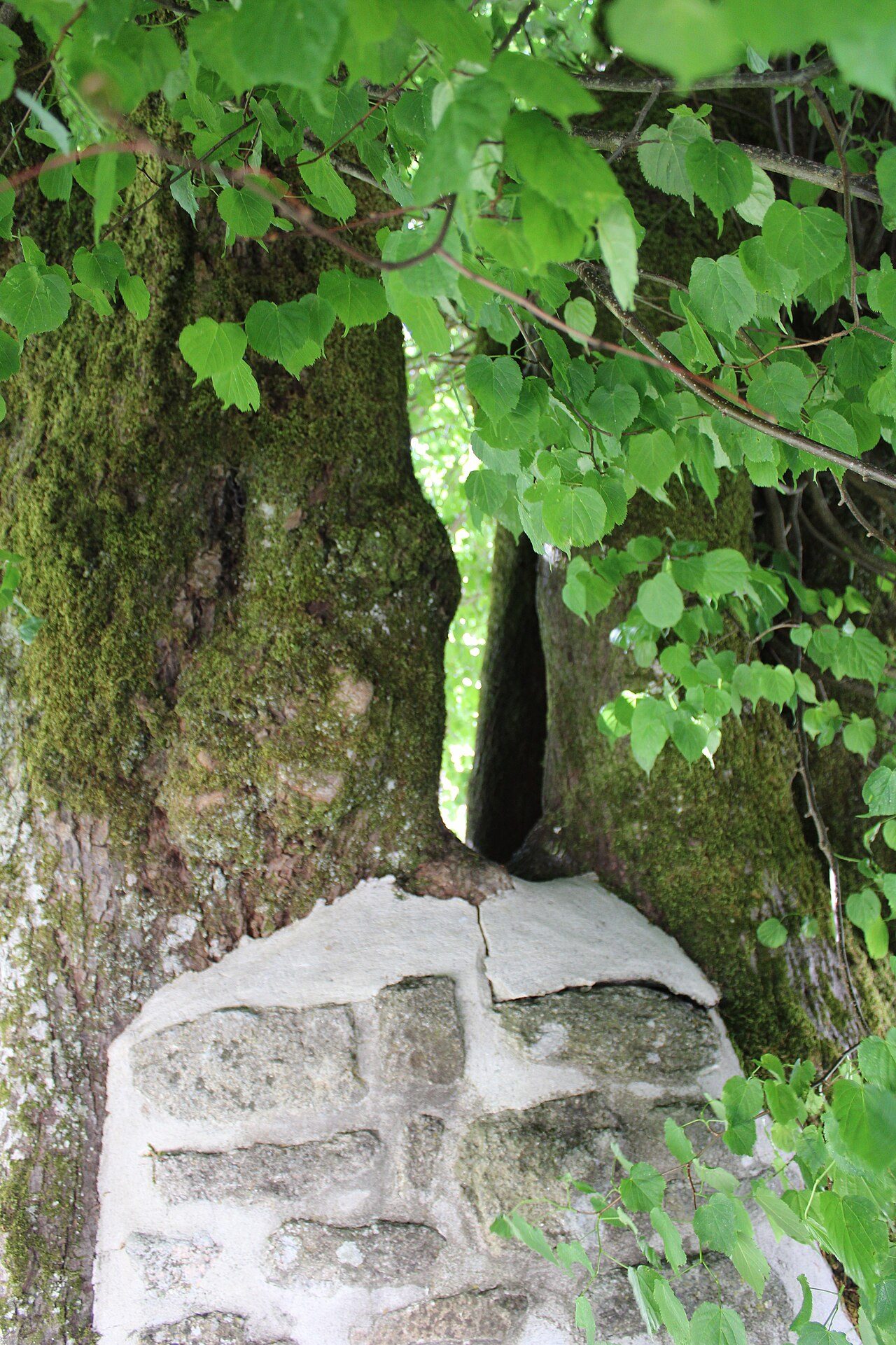 Le tilleul de Sully à Bonnefond à Bonnefond