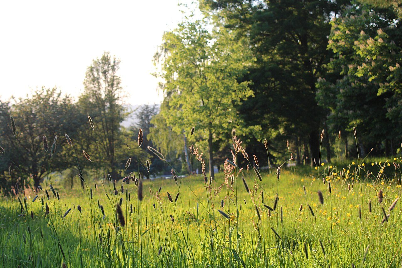 Arboretum de Lisieux