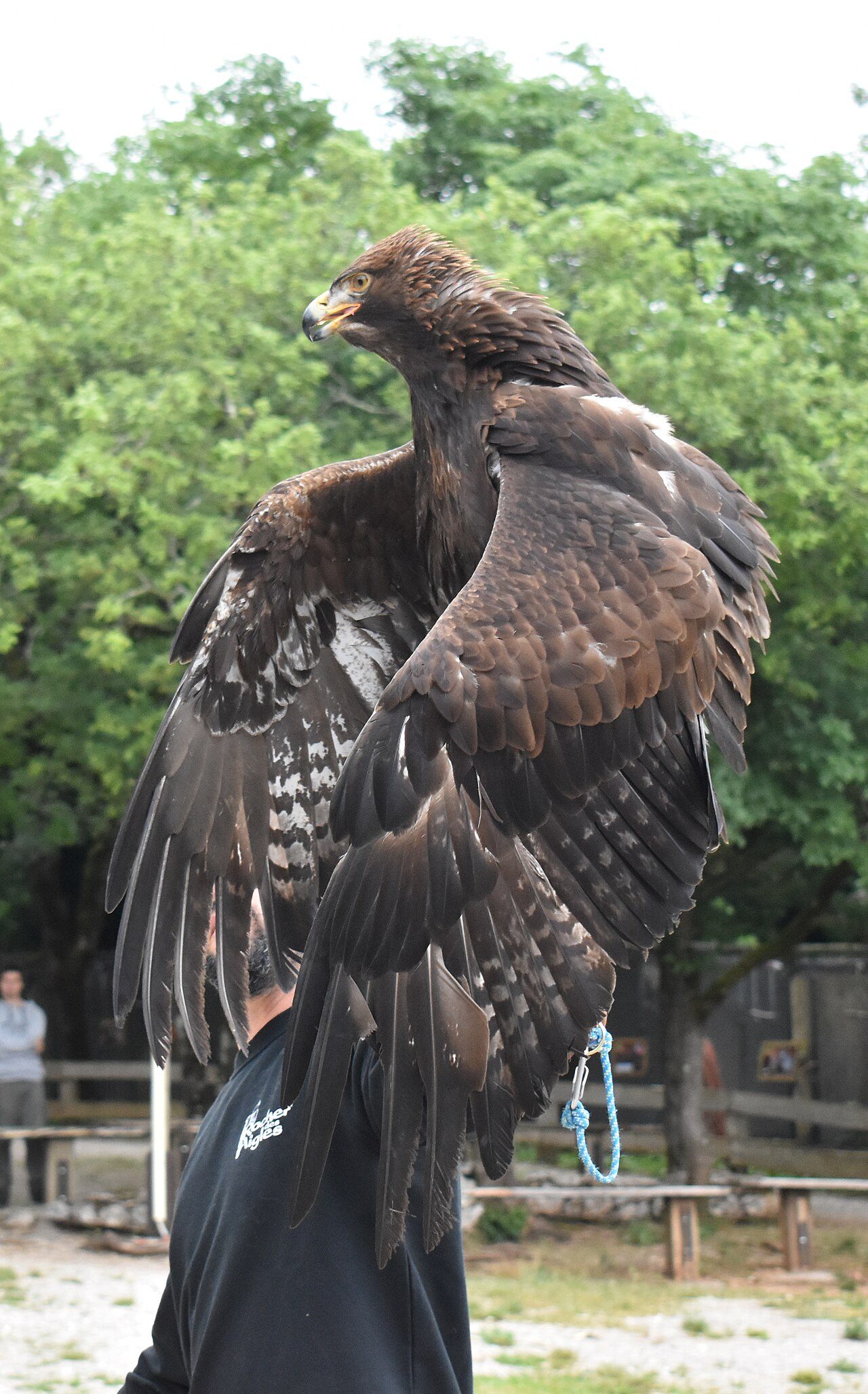 Le Rocher des Aigles à Rocamadour