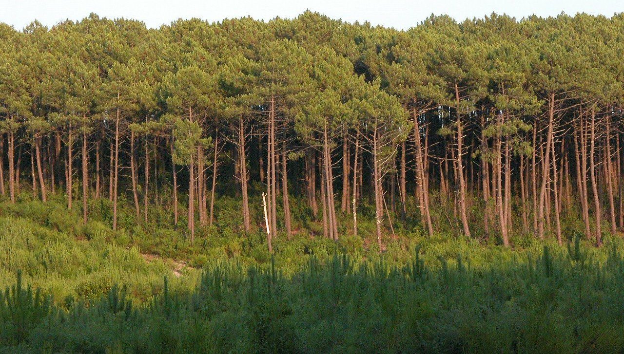 Forêt des Landes de Gascogne