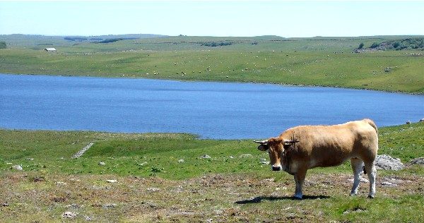 LE LAC DE SAINT-ANDÉOL à Marchastel