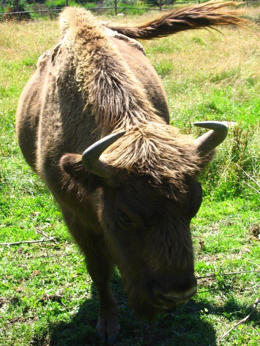 Réserve des Bisons d'Europe à Sainte-Eulalie