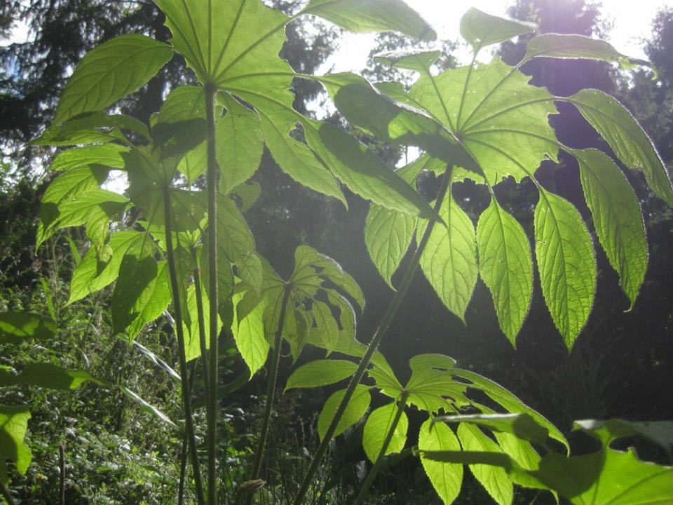 Jardin Jungle à Eu