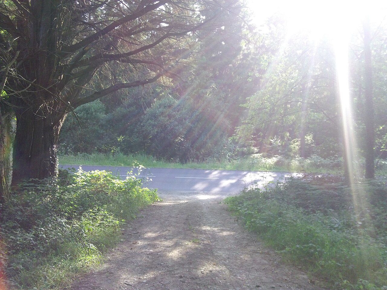 Forêt de Coat-an-Noz et Coat-an-Hay à Belle-Isle-en-Terre