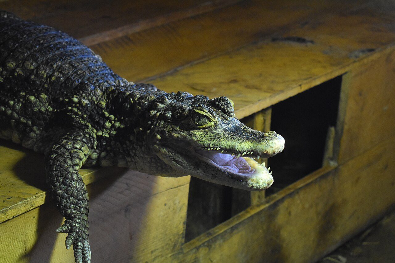 La ferme des reptiles à La Bastide-de-Sérou