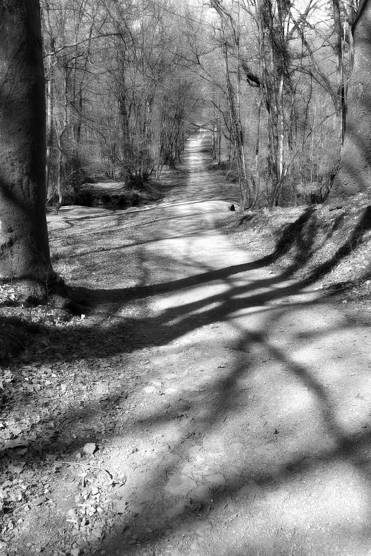La forêt de la Corbière à Marpiré