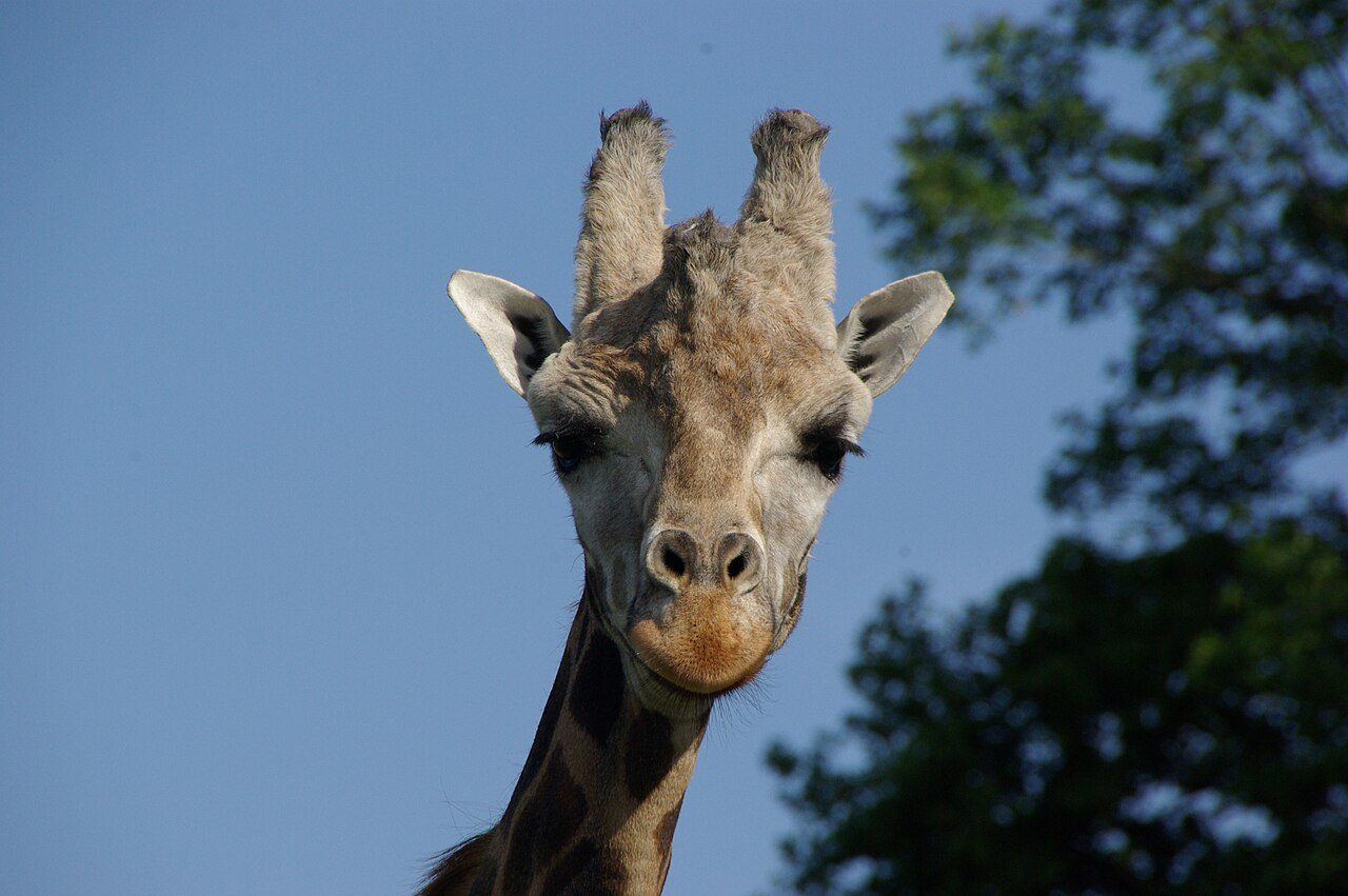 Parc Zoo du Reynou à Le Vigen
