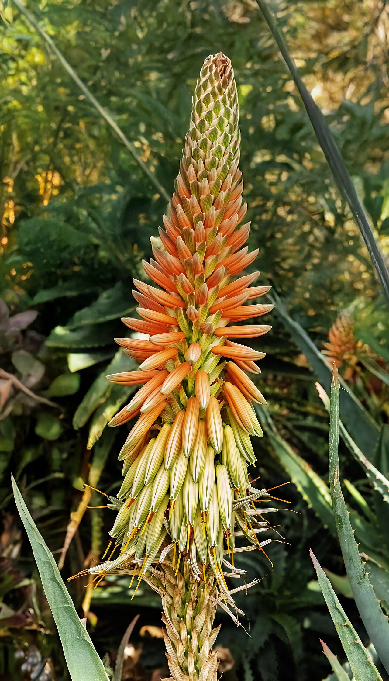Jardin Botanique à Mazet-Saint-Voy