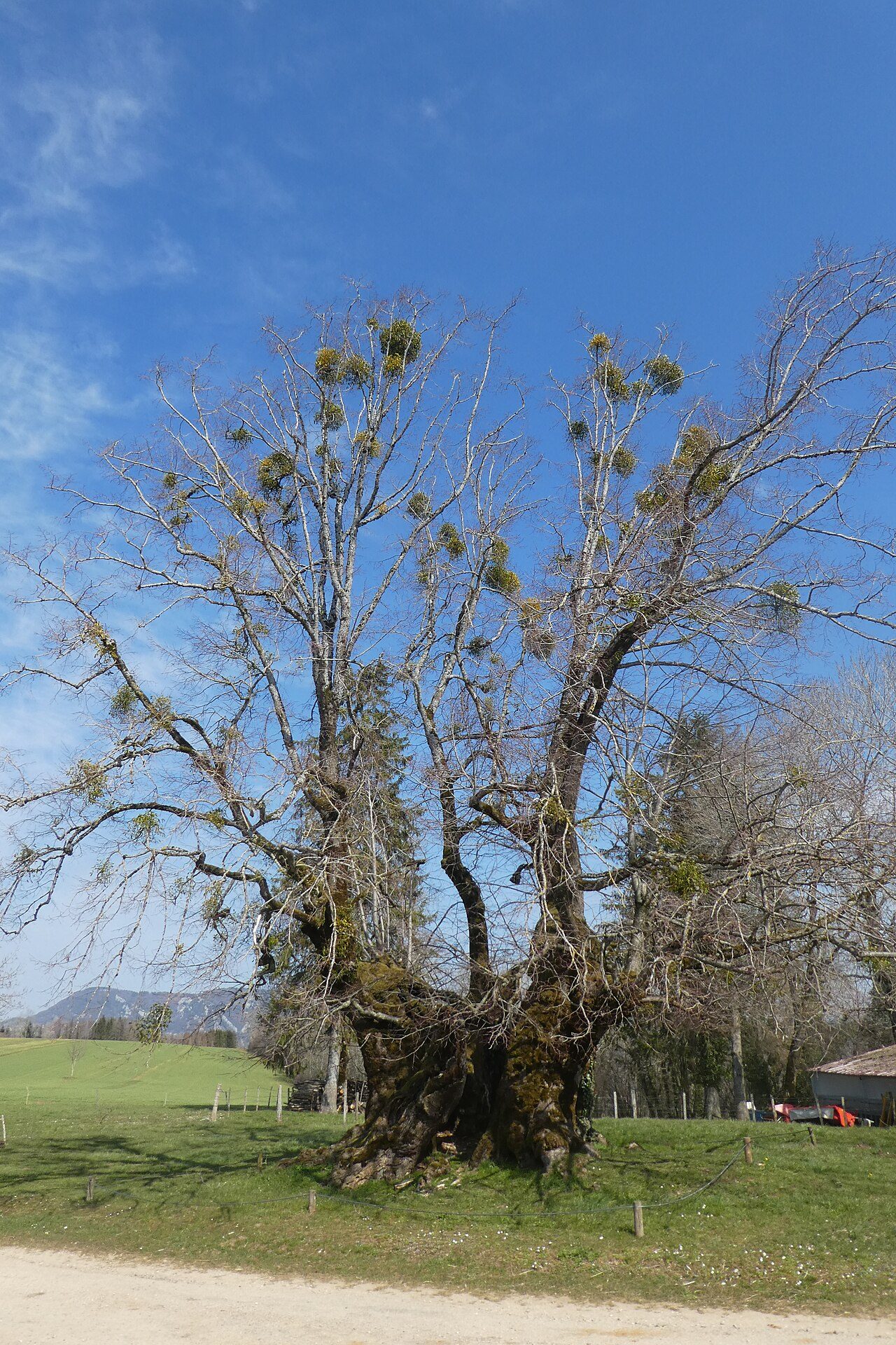 Tilleul de Granges Sauvaget