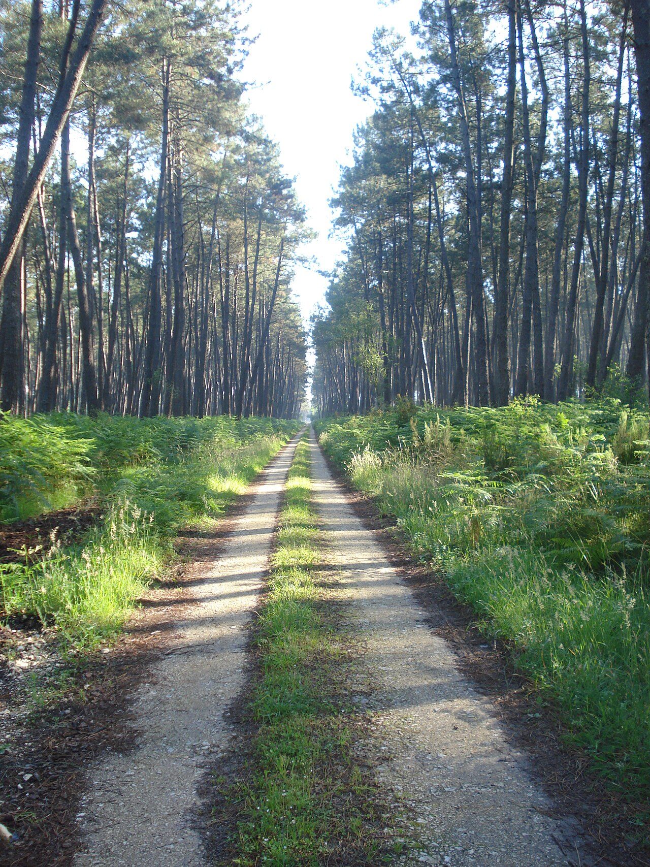 Parc naturel régional des Landes de Gascogne