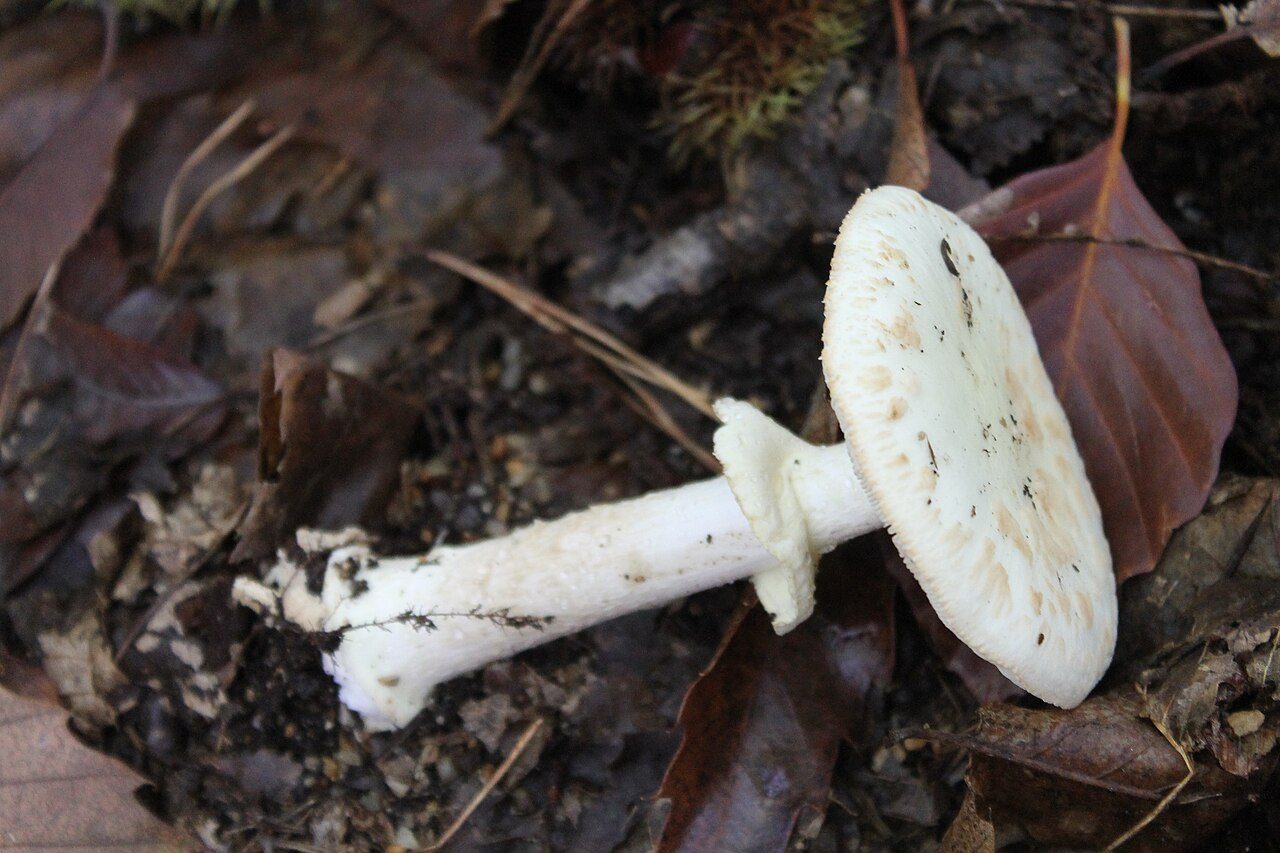 Bois de Plédran à Plédran