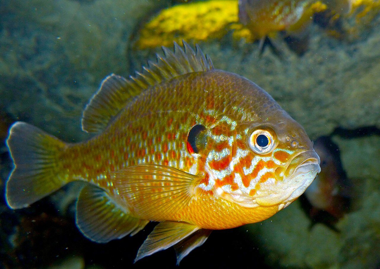 Aquarium de Touraine à Amboise