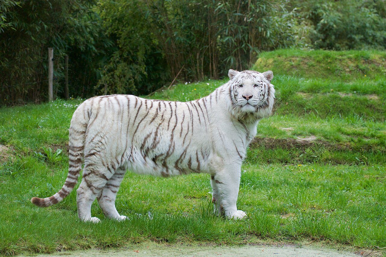 Zoo de La Flèche à La Flèche