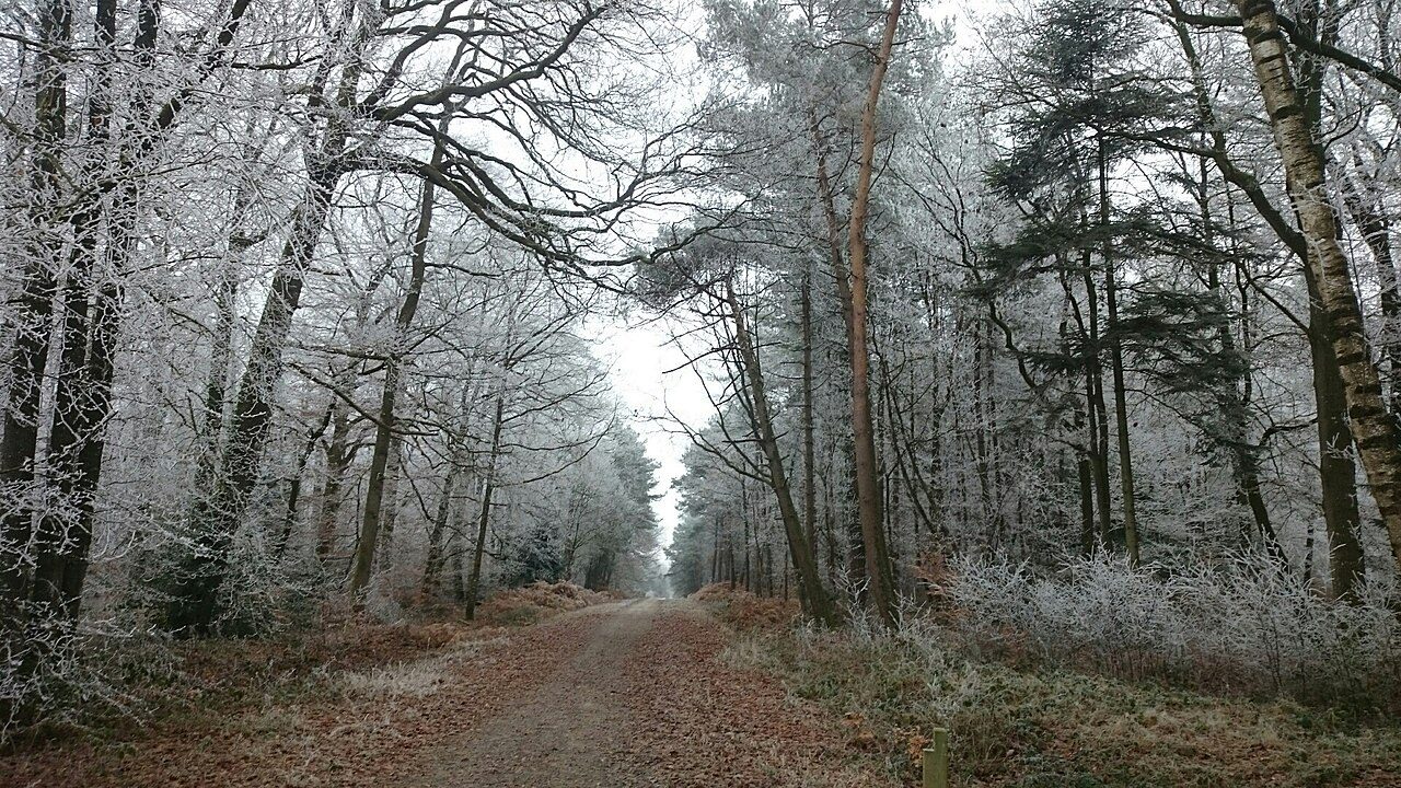Forêt Domaniale de Rennes à Liffré