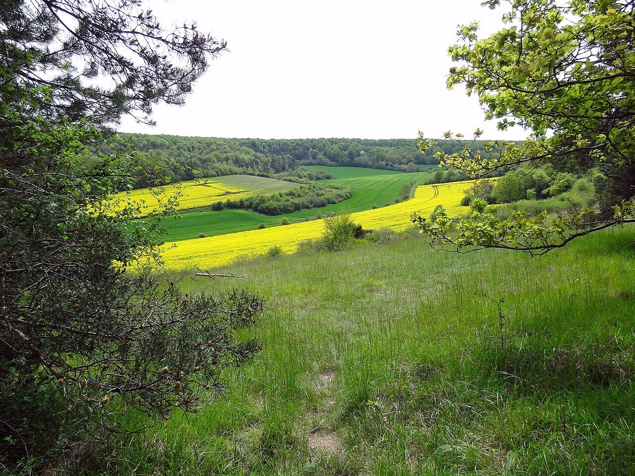 Réserve naturelle régionale de la Vallée des Cailles