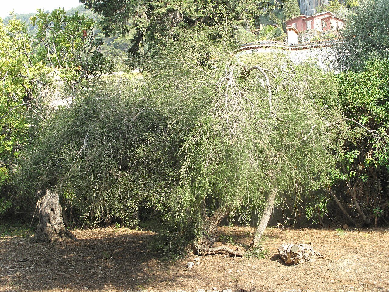 Jardin Maria Serena