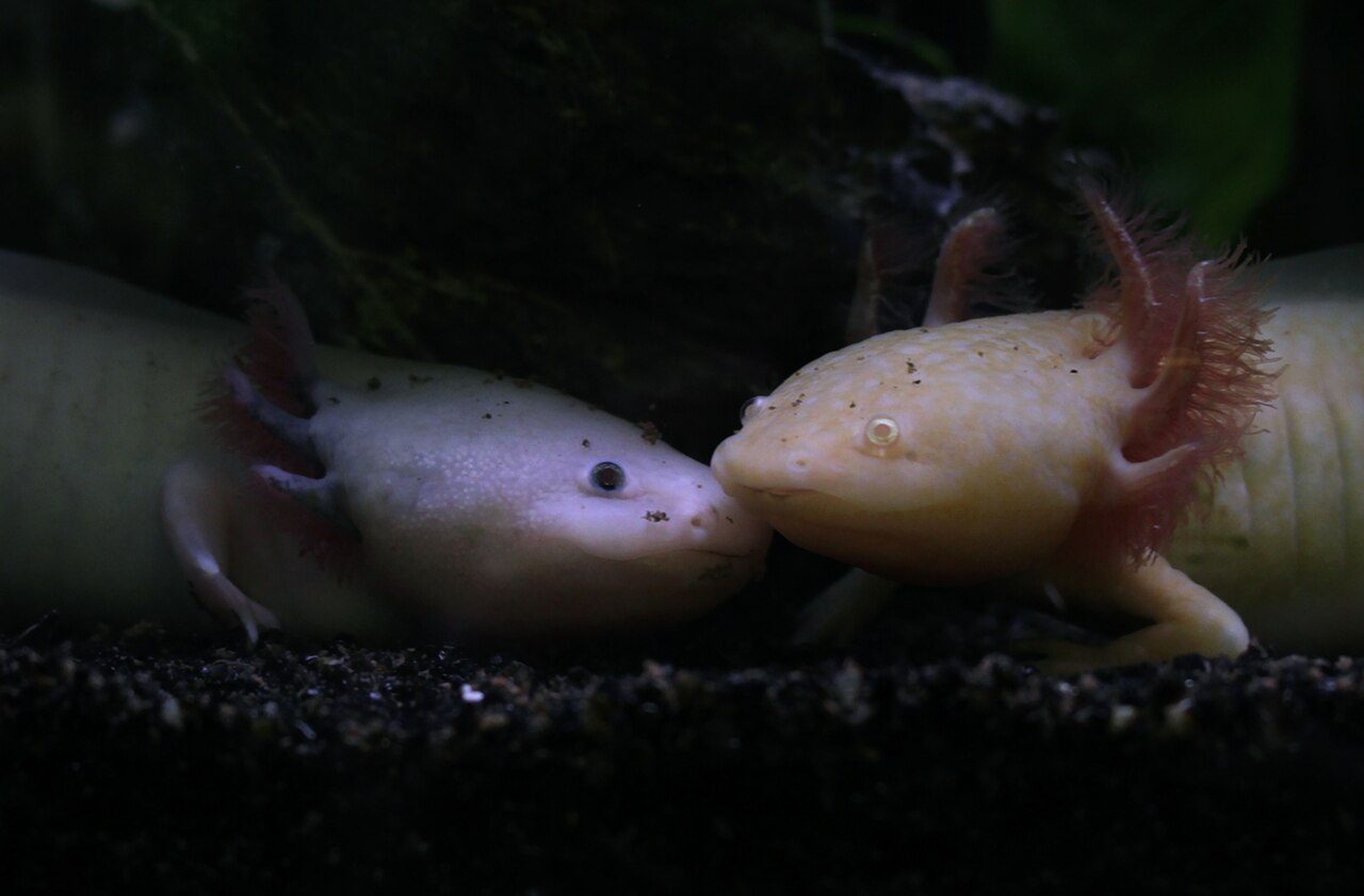 L'Aquarium de Dunkerque
