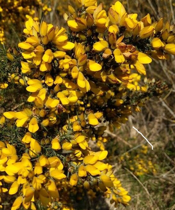 Les Landes de Bagaron à Pléchâtel