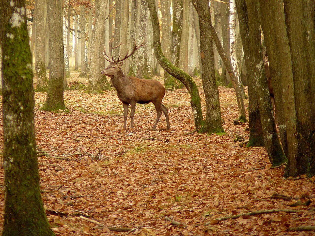 Espace Rambouillet à Sonchamp