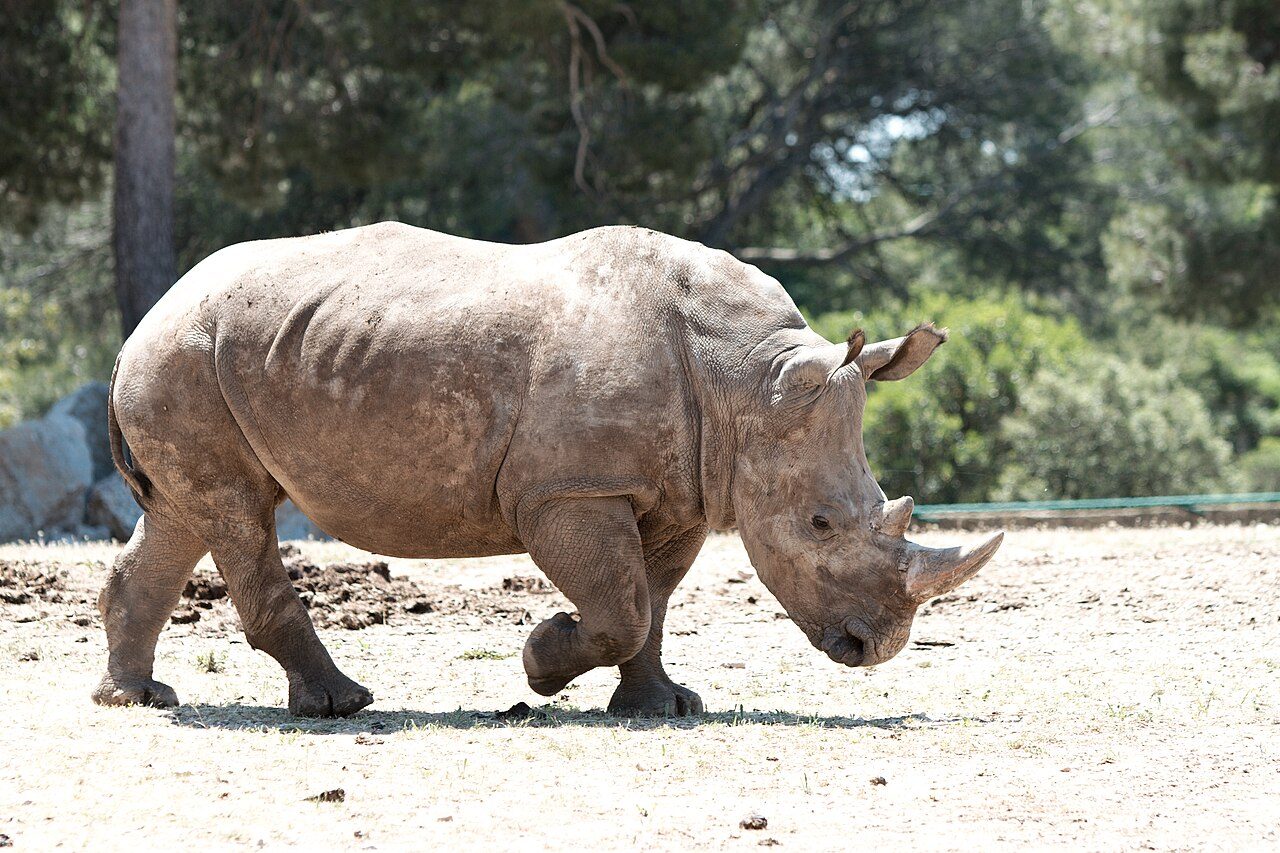 Parc Animalier de La Barben