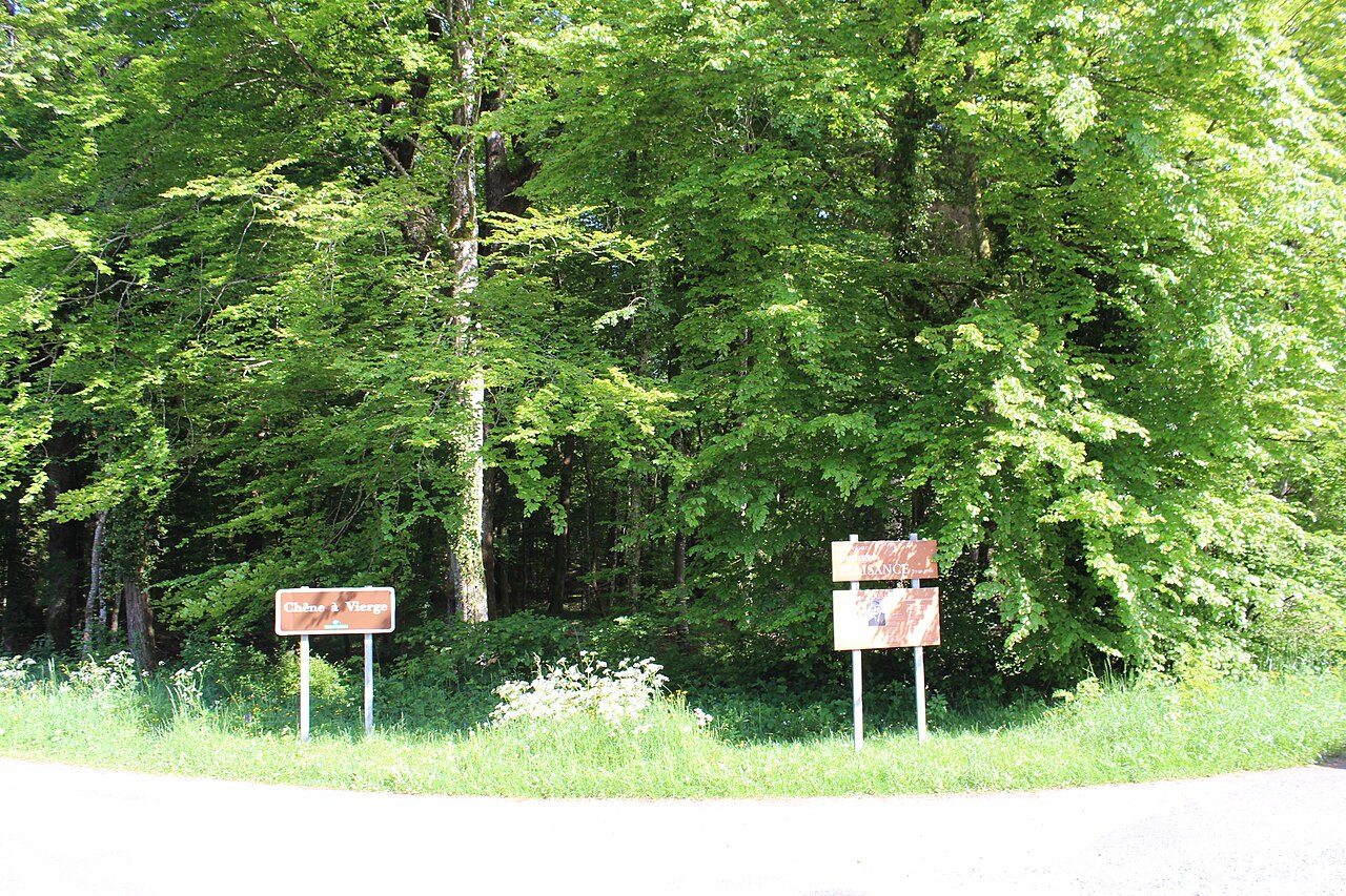 Forêt de Chaux à La Vieille-Loye