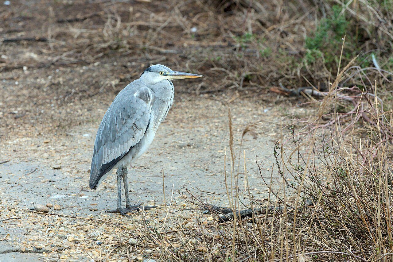 Parc Ornithologique de Pont de Gau à Saintes-Maries-de-la-Mer