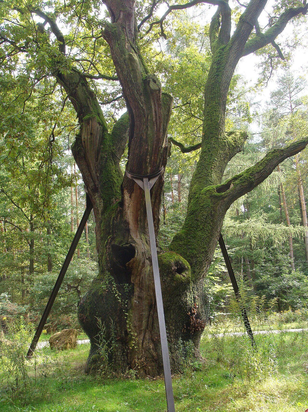 Chêne des Sorcières à Saint-Avold