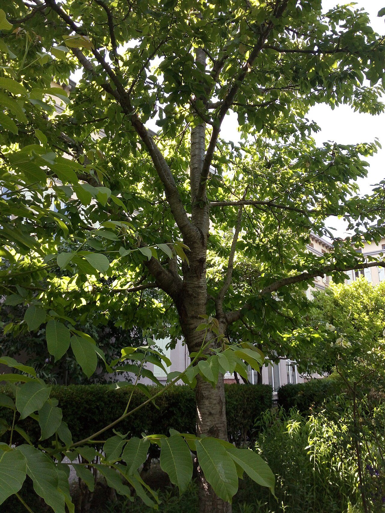 Jardin des Cordeliers