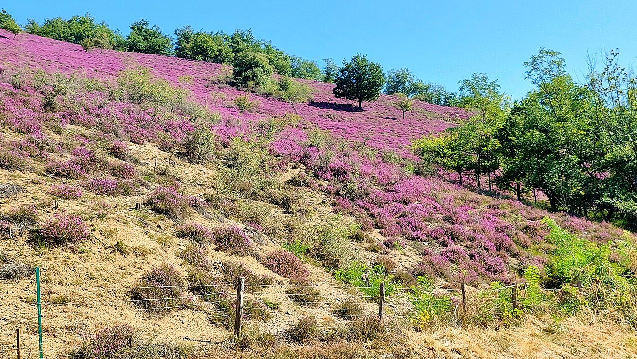 Les landes de Péraclos